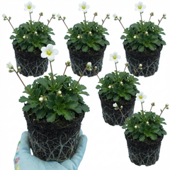 Saxifrage Marto White Mossy Alpine Plants, Hardy Evergreen Perennial Rockery Ground Cover, Outdoor Garden Ready, 1 Litre Root-Ball