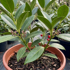 Aucuba Japonica Rozannie Plant, Hardy Evergreen Shrub, Outdoor Garden Ready, Litre Root Ball