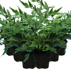 Holly Fern | 3 or 6 1L Pots