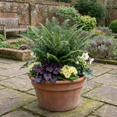 Soft Shield Fern Polystichum Plumosum Densum Plants, Hardy Evergreen Perennial, 1 Litre Root Ball