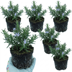 Set of 3 or 6 Rosemary Herb Plants (Salvia rosmarinus), Hardy Evergreen Perennial, Culinary Cooking Herb, Outdoor Garden Ready, 1 Litre Root-Ball