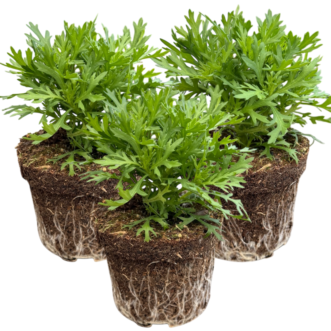 Argyranthemum Madeira White | 3 or 6 1L Pots