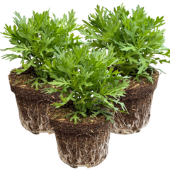 Argyranthemum Madeira White | 3 or 6 1L Pots