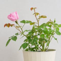 3Ltr Pink Patio Rose Bush, Outdoor Garden Ready, Pots