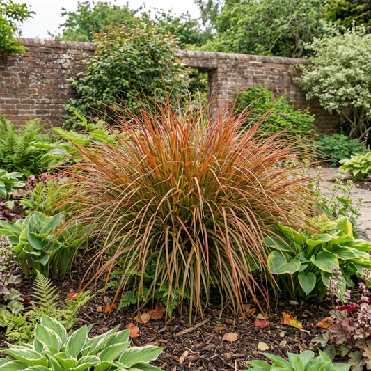 1 Carex Prairie Fire Evergreen Ornamental Grass, Hardy Perennial Garden Plant, 2 Litre Root Ball