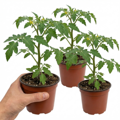 Set of 3 or 6 Large Plants - Tomato Veranda Red Variety, Ready to Plant in Your Garden