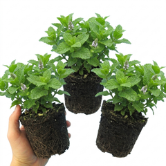 Set of 3 or 6 Moroccan Mint Herb Plants, Fresh & Fragrant Live Herbs, Outdoor Garden Ready, 1 Litre Root-Ball