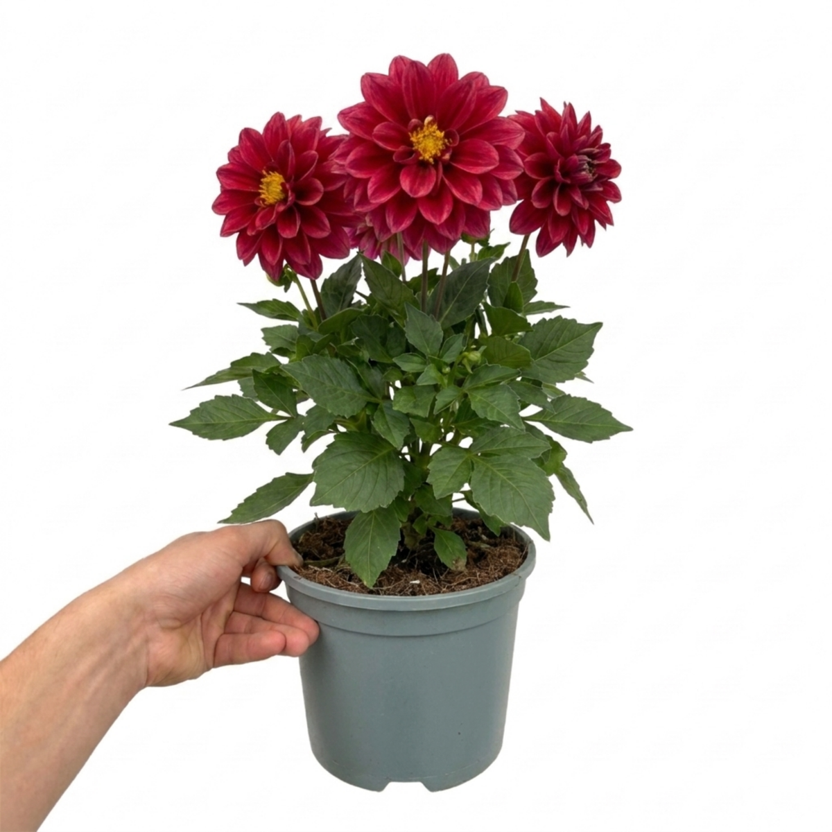 1 Large Plant - Dahlia Maggiore Fun Pomegranate, Ready to Plant in Your Garden