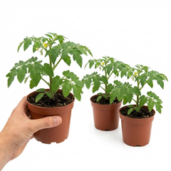 Set of 3 or 6 Live Tomato Plants Growers’ Mix, Ready to Plant Garden Vegetable Plants, Outdoor Garden Ready, 1L Root Ball