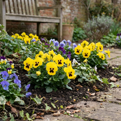 Set of 3 or 6 Pansy Cats Plus Yellow Plants, Hardy Garden Ready Spring & Autumn Bedding Flowers, 1 Litre Root Ball