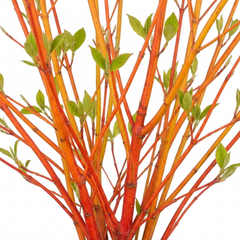 Cornus Midwinter Fire Shrub, Red Stem Dogwood Plant for Winter Interest, Litre Root Ball