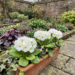 Primrose Queen White Hardy Perennial Plants, Spring Flowering, Outdoor Garden Ready, 1 Litre Root-Ball