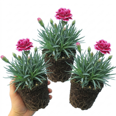 Set of 3 or 6 Large Plants - Dianthus Oscar, Outdoor Garden Ready