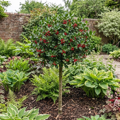 1 Holly Heckenfee Standard Tree – Outdoor Garden Ready, Supplied Fresh in 5L Pot