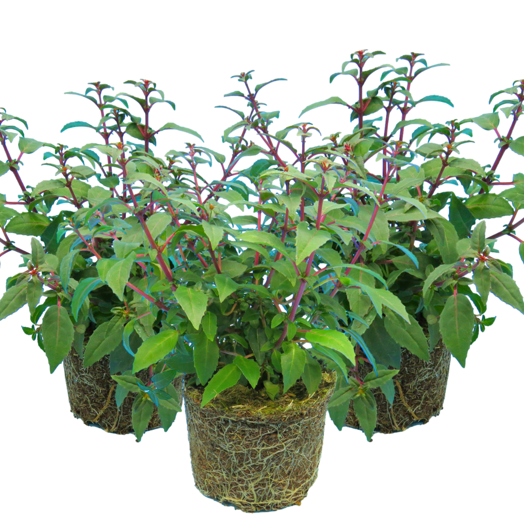 Fuchsia Diva Cherry and White | 3 or 6 1L Pots