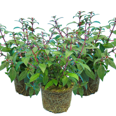 Fuchsia Diva Cherry and White | 3 or 6 1L Pots