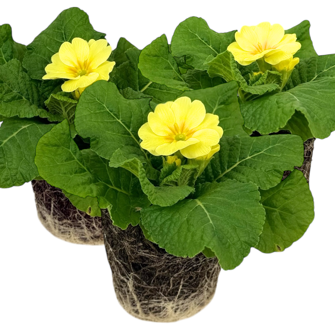 Primrose Cream | 3 or 6 1L Pots