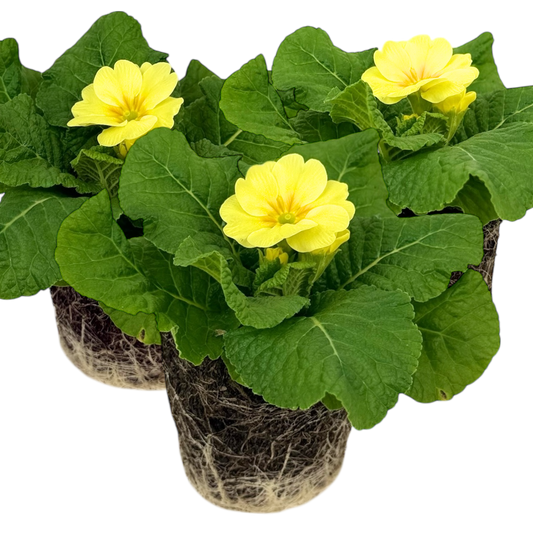 Primrose Cream | 3 or 6 1L Pots