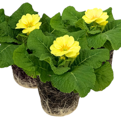 Primrose Cream | 3 or 6 1L Pots