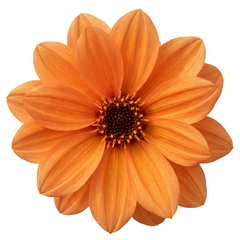 1 Large Plant - Dahlia Dahlegria Orange, Ready to Plant in Your Garden, 3L Pot