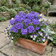 Set of 3 or 6 Phlox Blue Dark Eye Hardy Perennial Plants, Bee Friendly Summer Flowering, Outdoor Garden Ready, 1 Litre Root-Ball