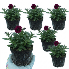 Set of 3 or 6 Lobelia Starship Burgundy Upright Hardy Perennial Plants, Outdoor Garden Ready, 1 Litre Root Ball