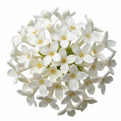 Osmanthus Delavayi Plant, Fragrant Evergreen Shrub, Outdoor Garden Ready, 19cm Root Ball