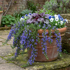 Set of 3 or 6 Rosemary Blue Rain Herb Plants (Salvia rosmarinus), Hardy Evergreen Culinary Herb, Outdoor Garden Ready, 1 Litre Root-Ball