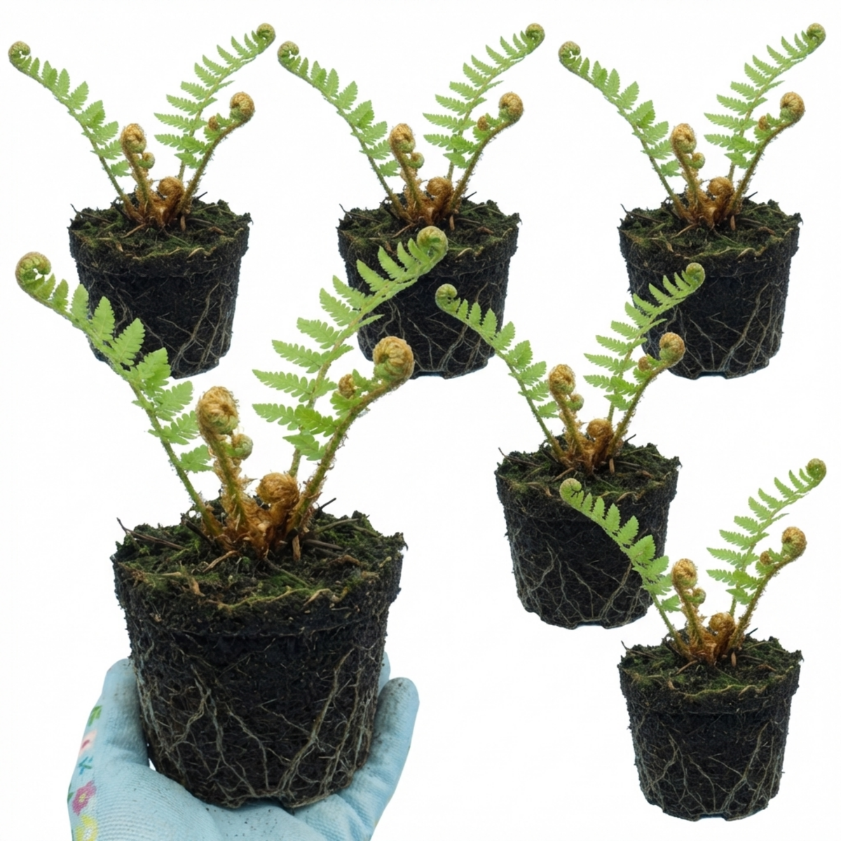 Dryopteris affinis Montana Male Fern Hardy Evergreen Perennial Plants, Shade Loving Garden Plant, 1L Root Ball