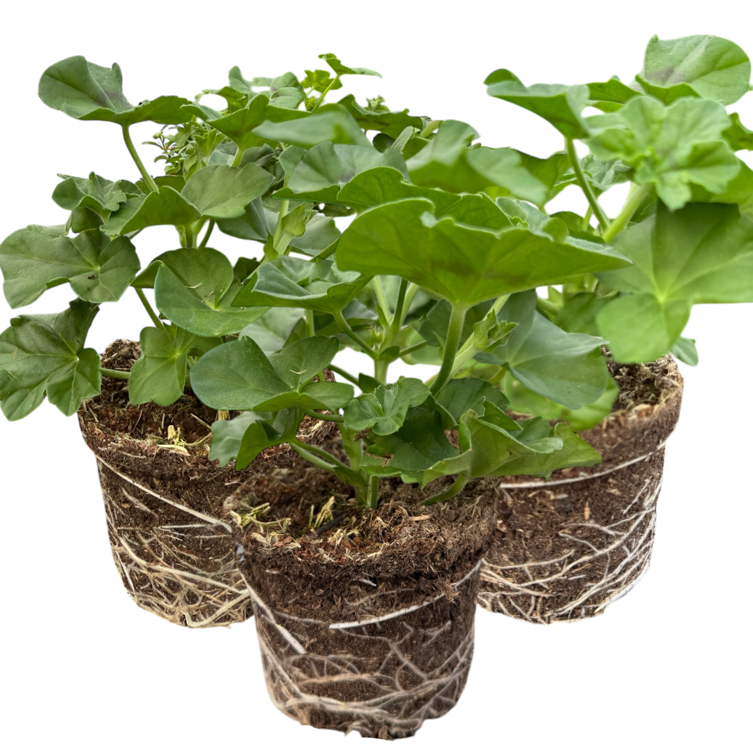 Set of 3 or 6 Large Plants - Geranium Tornado Pink, Ready to Plant in Your Garden
