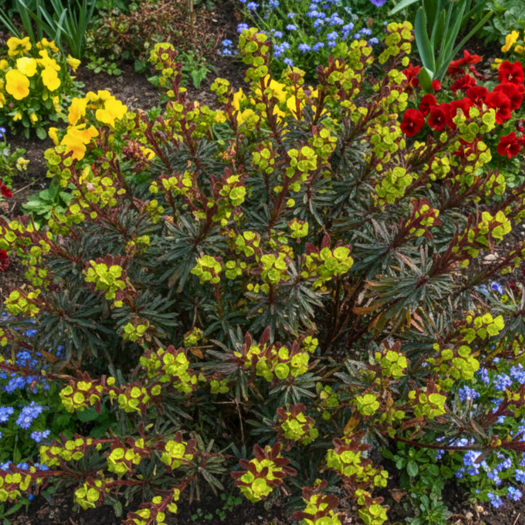 Euphorbia Purpurea | 2L Pot