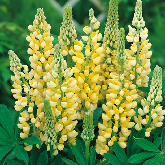 Lupin Legendary Yellow Shades | 2L Pot