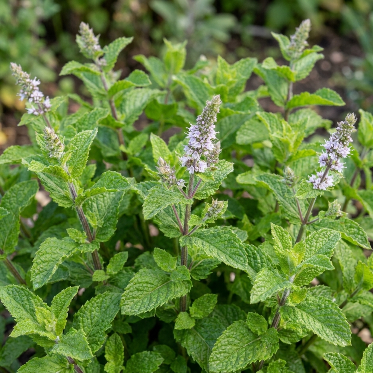 Moroccan Mint Herb Plants, Fresh Hardy Peppermint for Tea & Cooking, 1 Litre Root Ball