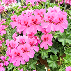 Set of 3 or 6 Large Plants - Geranium Tornado Pink, Ready to Plant in Your Garden