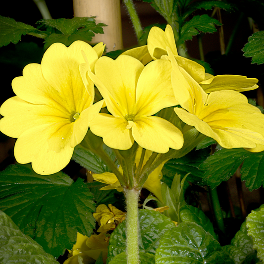 Primrose Cream | 3 or 6 1L Pots