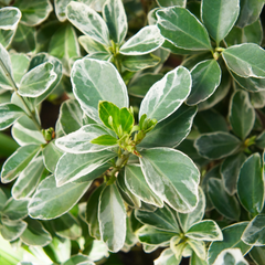 Euonymus Albomarginatus | 2L Pot