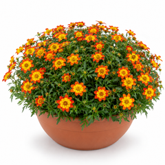 1 Bidens Taka Tuka Orange Yellow Brush, Outdoor Summer Flowering Bedding Plant, 21cm Root-Ball