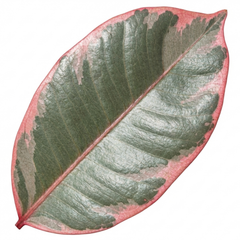 Photinia Louise Plant, Hardy Evergreen Red Leaf Hedge Shrub, Outdoor Garden Ready, 26cm Root Ball