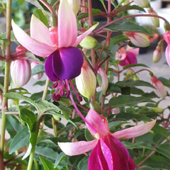 Fuchsia Bella Olivia | 3 or 6 1L Pots
