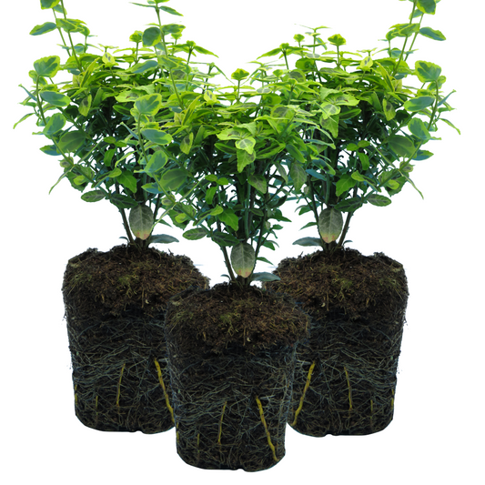 Euonymus Emerald Gold