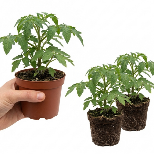 Set of 3 or 6 Large Plants - Tomato Veranda Red Variety, Ready to Plant in Your Garden