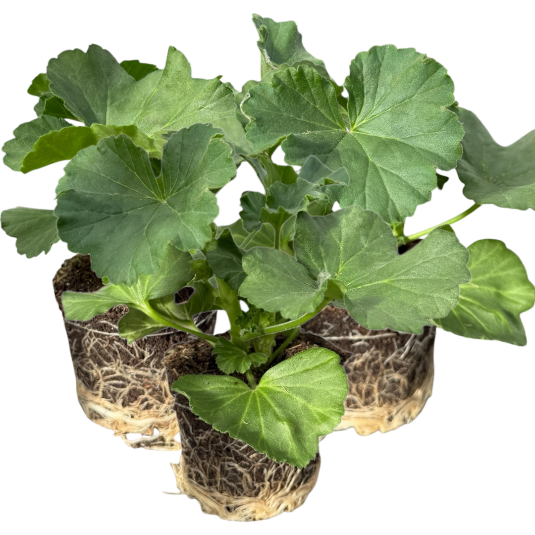 Geranium Toscana Anne | 3 or 6 1L Pots