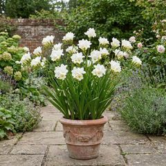 1 Freesia White River Perennial Plant, Fragrant Scented Summer Flowers, Outdoor Garden Ready, 17cm Root-Ball