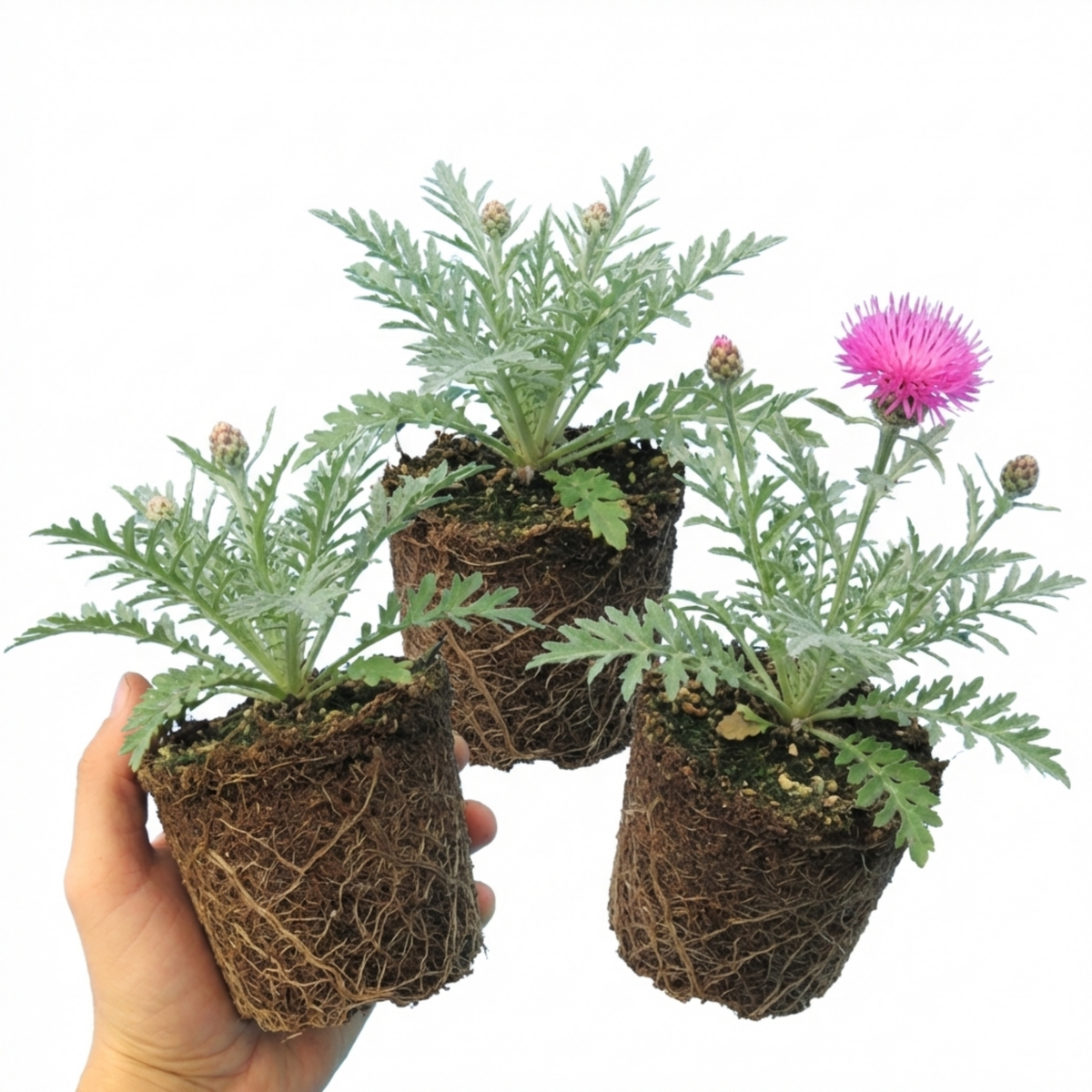 Set of 3 or 6 Centaurea Dealbata Bright Rose Persian Cornflower Plants, Hardy Cottage Garden Perennial, Outdoor Garden Ready, 1 Litre Root-Ball