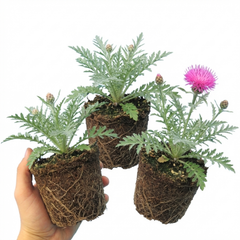 Set of 3 or 6 Centaurea Dealbata Bright Rose Persian Cornflower Plants, Hardy Cottage Garden Perennial, Outdoor Garden Ready, 1 Litre Root-Ball