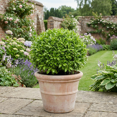 Pittosporum Golf Ball Evergreen Shrub, Hardy Low Maintenance Outdoor Garden Plant, Litre Root-Ball