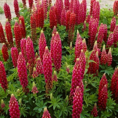 Lupin Legendary Red Shades | 2L Pot