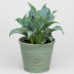 3Ltr Hosta Tears from Heaven, Shade Perennial, Nursery Pots