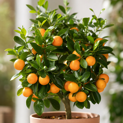 Calamondin Orange Tree 5Ltr, Indoor Citrus Tree, Pots