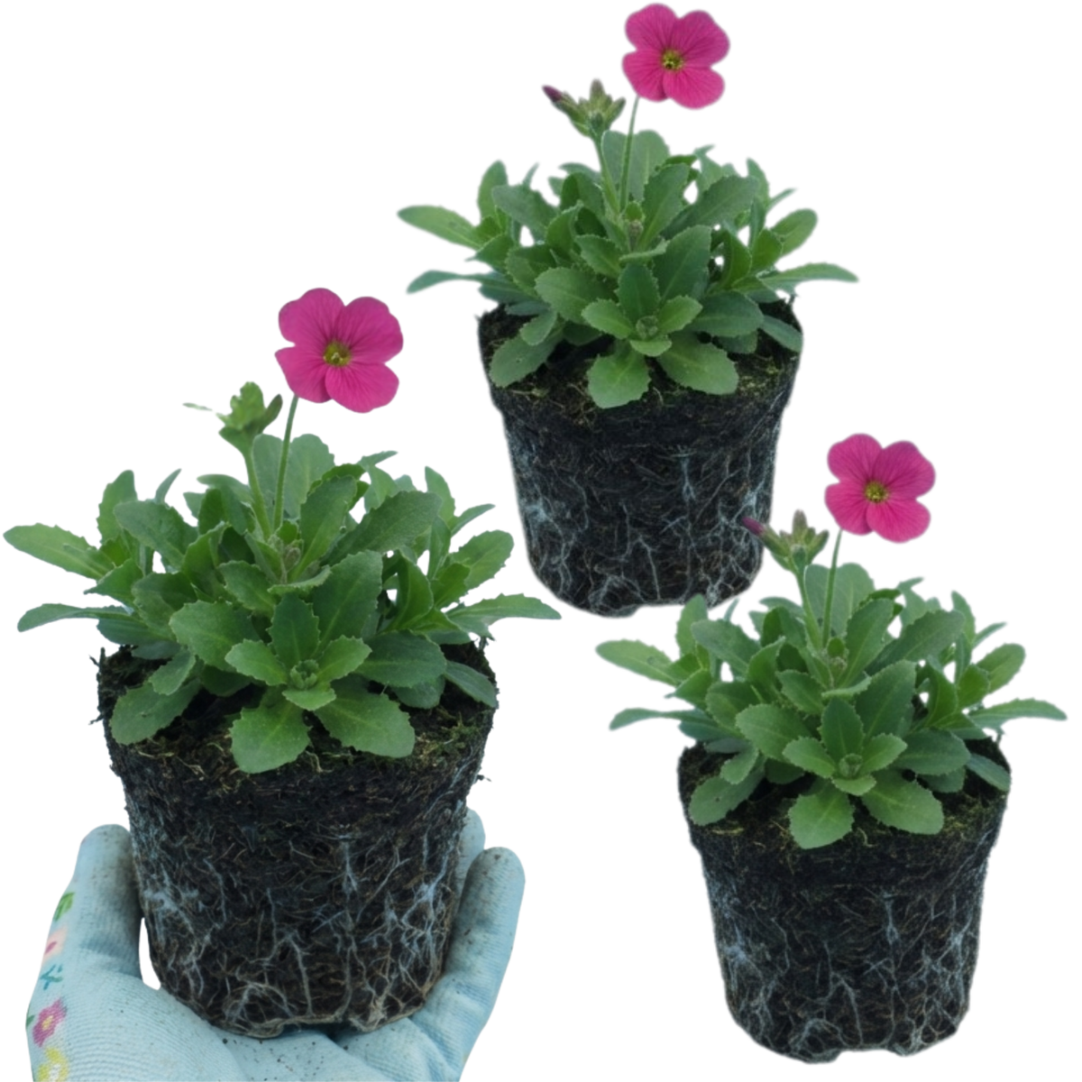Arabis Barranca Deep Rose, Ready to Plant in Your Garden, 1L